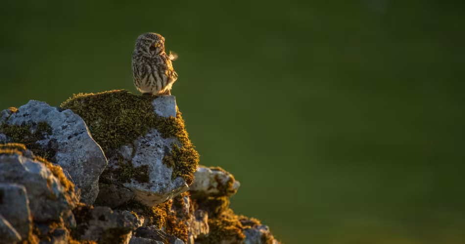 Chevêche d’Athéna (Athene noctua) sur un muret de pierres sèches, Yorkshire
