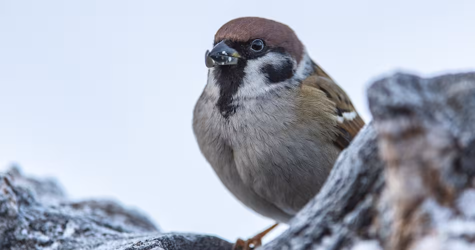 Moineau friquet (Passer montanus)