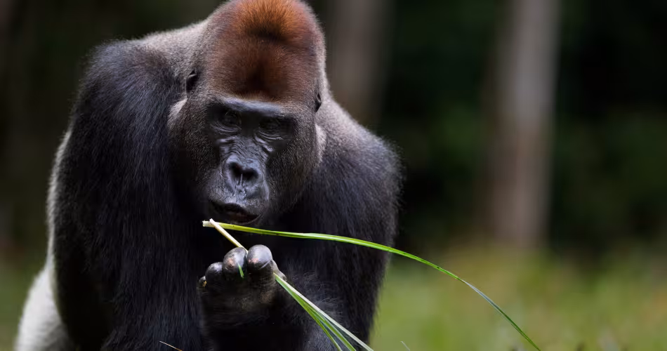 Bassin du Congo : la vie foisonne !