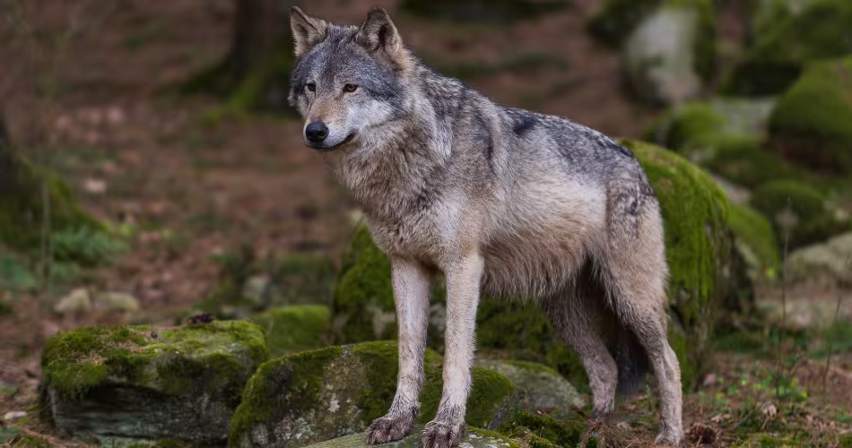 Déclassement du statut de protection du loup : Ursula von der Leyen crée un dangereux précédent.