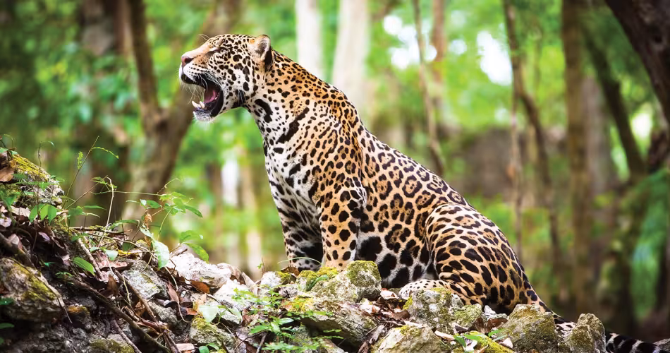 Le jaguar est dorénavant inscrit dans les deux annexes de la CMS.