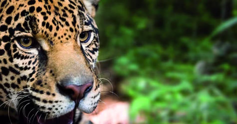 Bébé éléphant d'Afrique face à la caméra