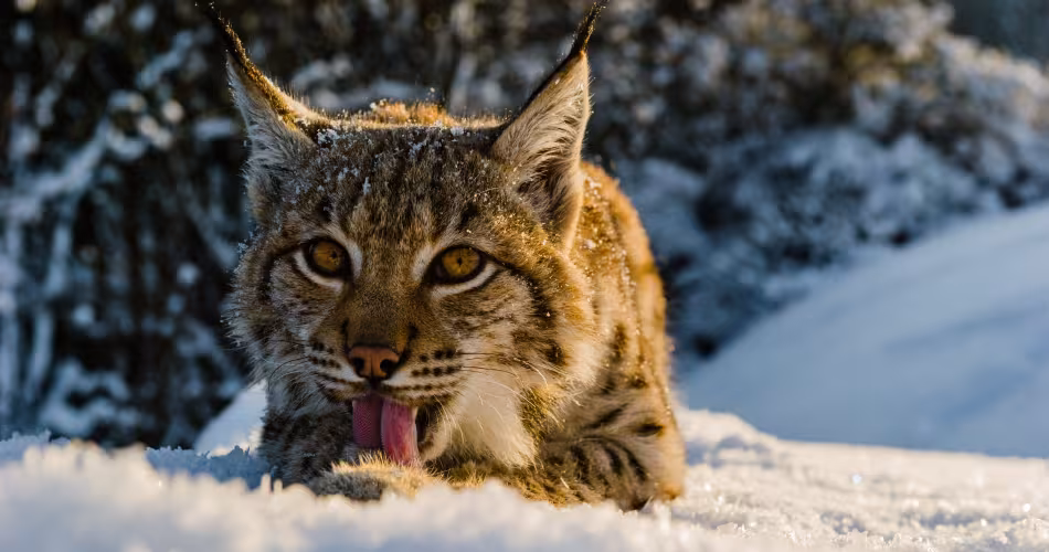 Lynx boréal (Lynx lynx) se léchant la patte dans la neige