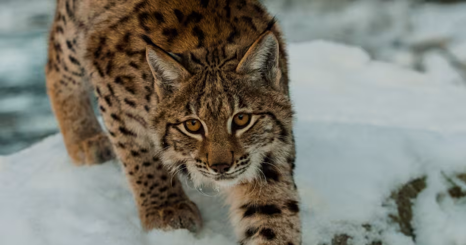 Lynx (Lynx lynx) marchant dans la neige dans le parc national Velka Fatra en Slovaquie