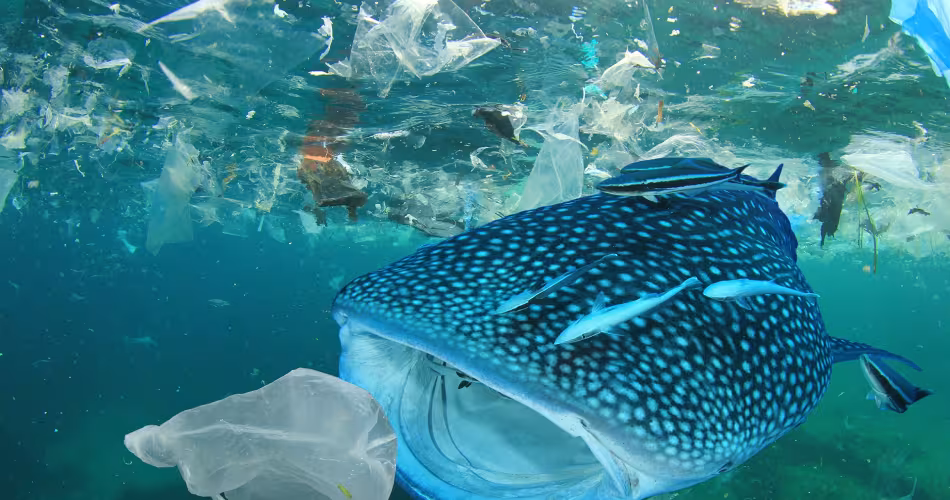 À ce jour, plus de 270 espèces ont été victimes d’enchevêtrement et plus de 240 ont ingéré du plastique.