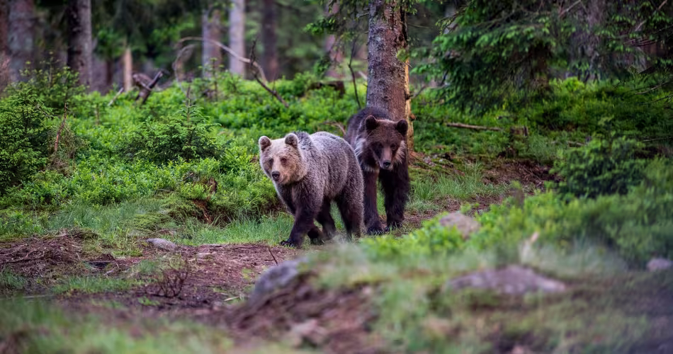 Jeunes ours bruns dans les forêts d'Europe