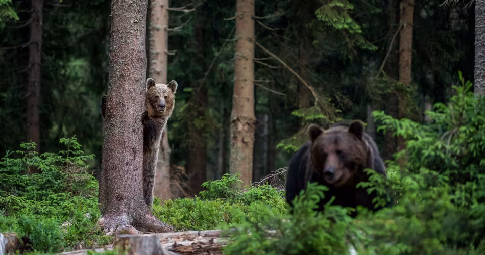 Maintenir une population ursine dans les Pyrénées, c’est aussi protéger la plus longue chaîne alimentaire puisque l’ours, super-prédateur, est au sommet de la chaîne trophique.