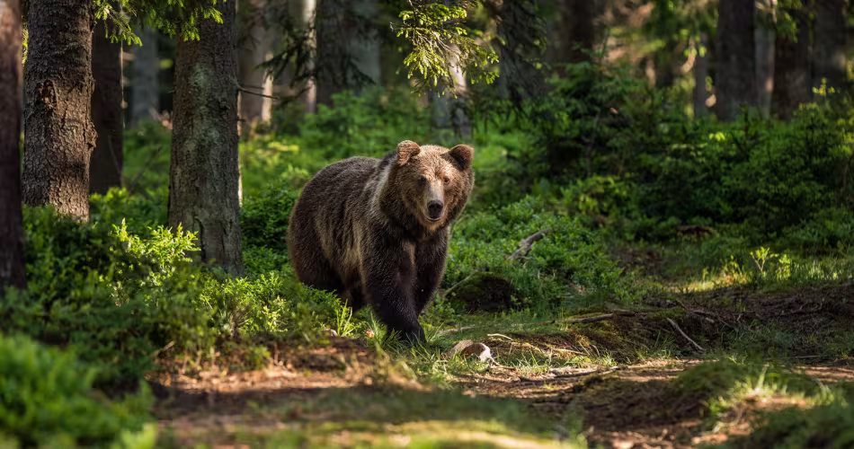 Ours brun (ursus arctos) qui a repéré le photographe dans la forêt