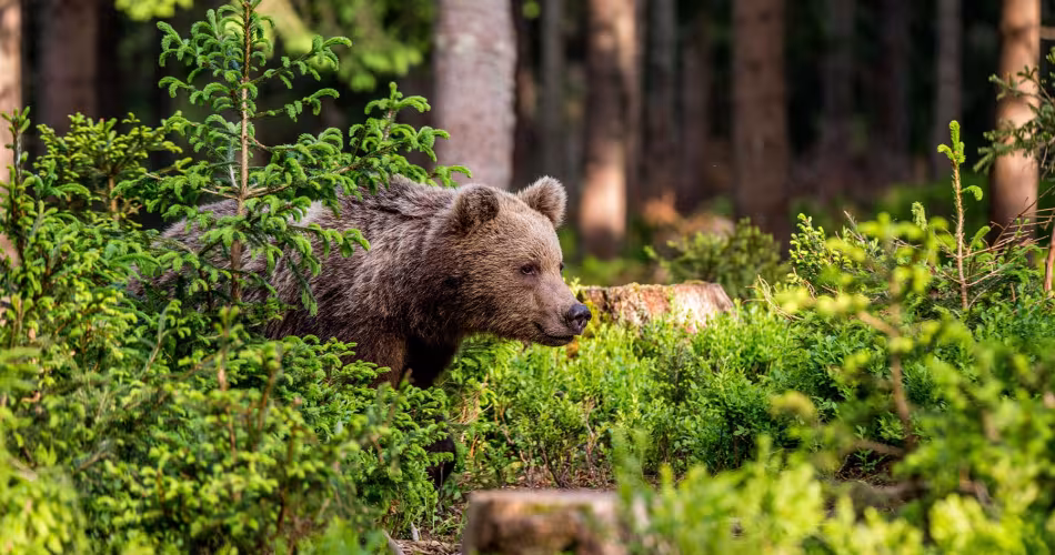 Ours brun (ursus arctos) regarde à droite dans la forêt