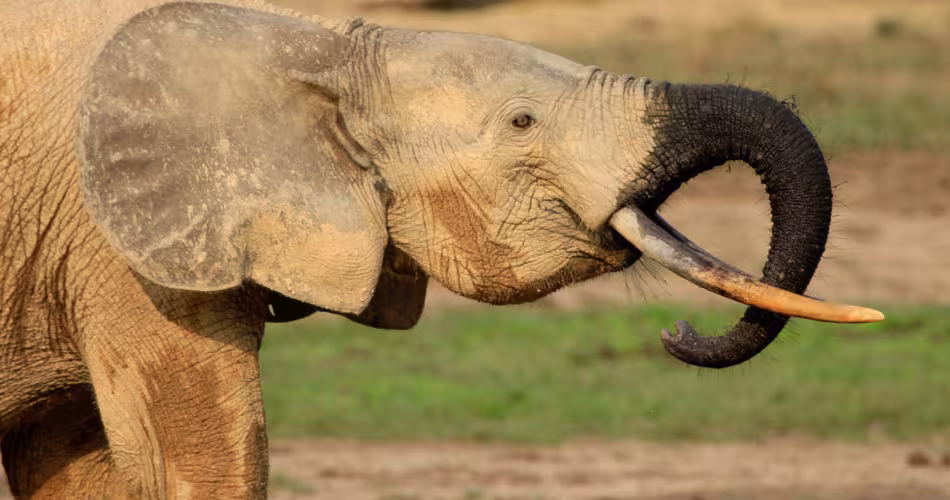 Suite à la reclassification de l'IUCN, l’éléphant de forêt d'Afrique (Loxodonta cyclotis) est considéré comme en danger critique d’extinction.