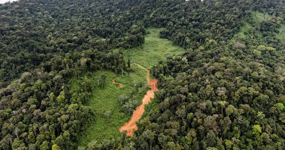 Une partie de la forêt amazonienne en Guyane française
