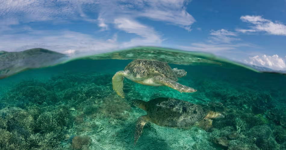 Tortues verte au milieu des coraux au large de Sipadan Island (Malaisie) 