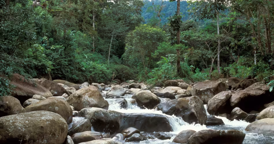 Forêt tropicale équatorienne 