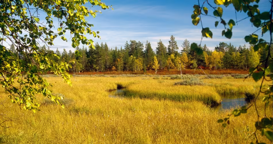 Forêt Boréal en Finlande