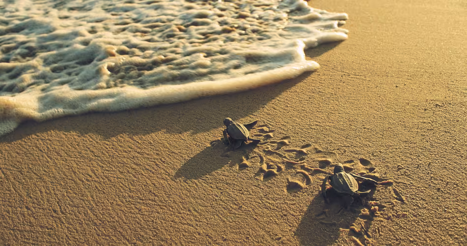 Jeunes tortues luth (Dermochelys coriacea) se précipitant vers la mer (Guyane)