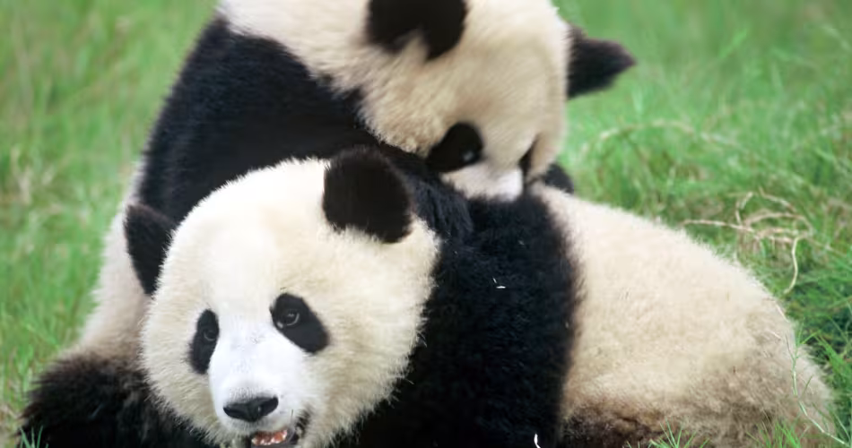 Deux pandas géants dans la province du Sichuan en Chine