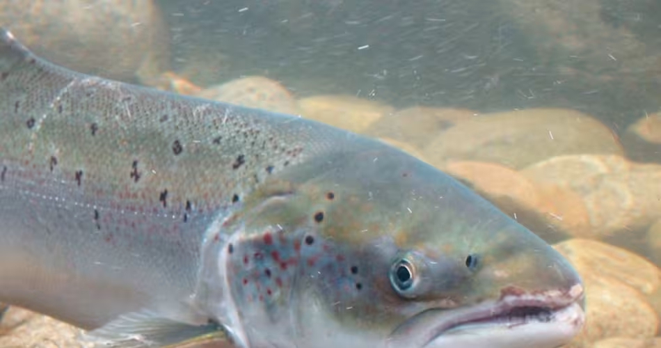Saumon sauvage dans les eaux norvégiennes