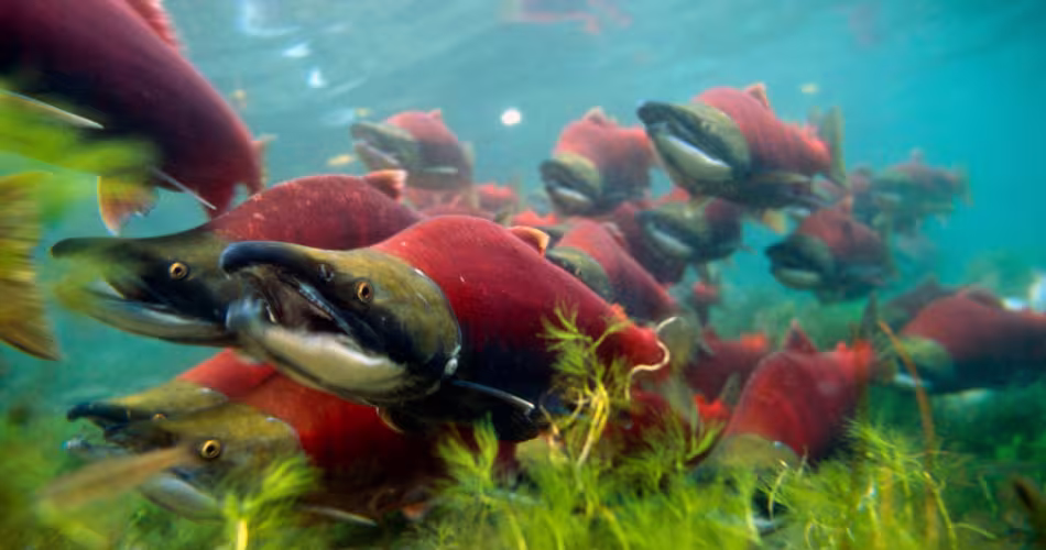 Banc de saumons rouges (Oncorhynchus nerka) au Canada
