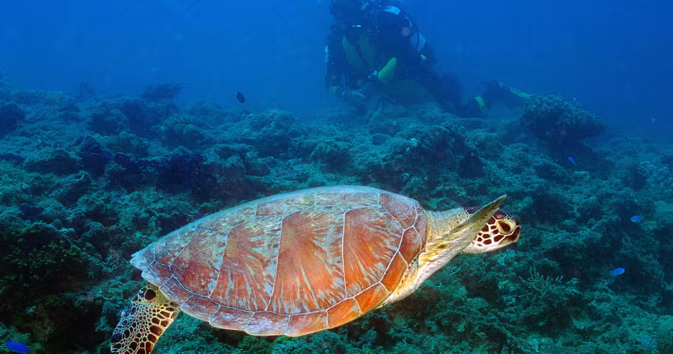 Les gouvernements ont adopté des décisions fermes pour protéger des espèces de tortues dont la tortue imbriquée.