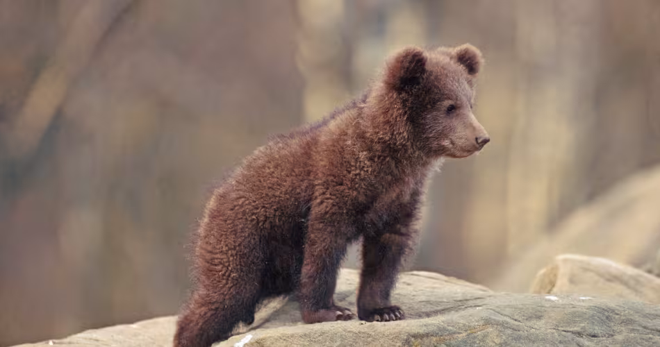 Jeune ours brun dans la nature. 