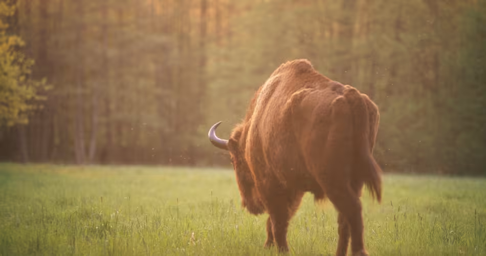 Bison d'Europe (Bison bonasus), Parc national de Bialowieza (Pologne)