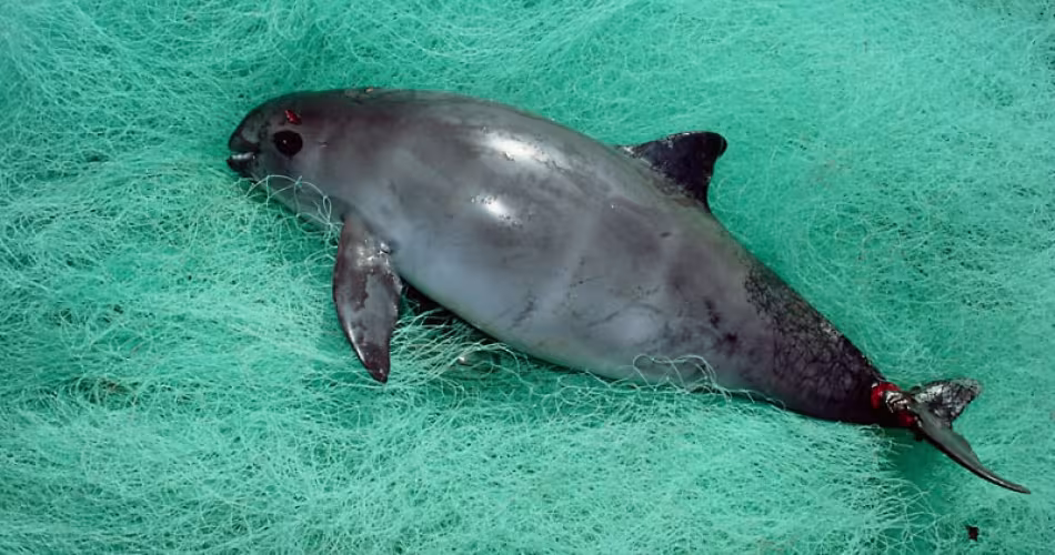 Marsouin de Californie, vaquita, pris dans des filets de pêche au Mexique