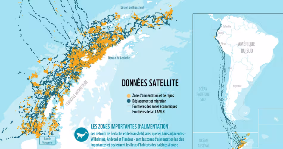 Une carte réalisée à l'aide des émetteurs installés sur le dos des baleines à bosse pour les pister jusqu'en Péninsule Antarctique.