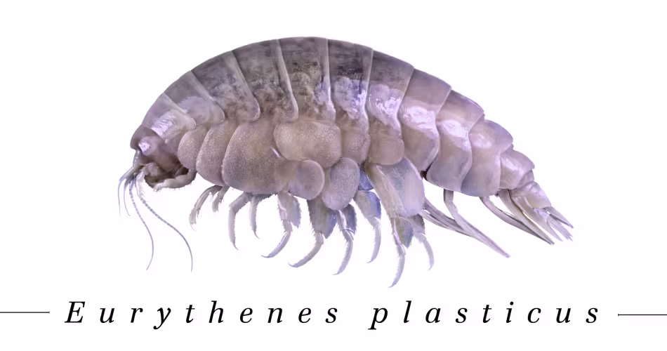 Nouvelle espèce découverte : Eurythenes Plasticus