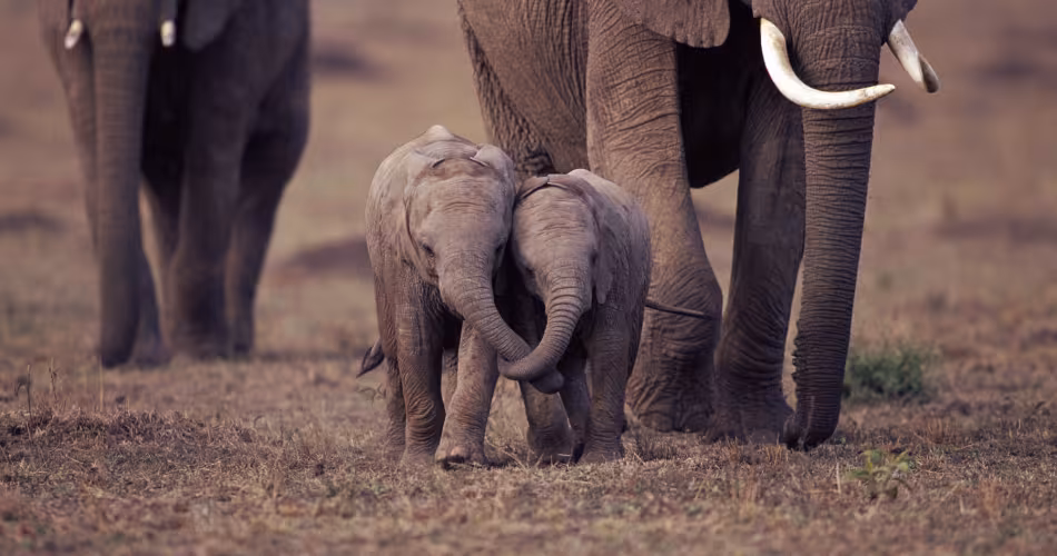 deux bébés éléphants qui se tiennent par la trompe