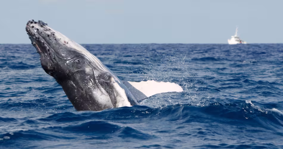 Baleine à bosse (Megaptera novaeangliae) au large de la Nouvelle-Calédonie 