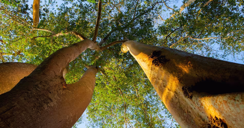 Arbres de la Réserve de gibier de Selous (Tanzanie)