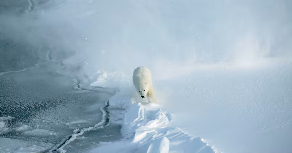 Ours polaire en train de courir dans la neige