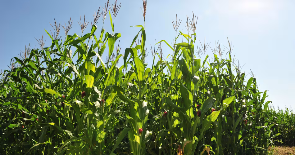 Champs de culture de maïs (Zea mays)