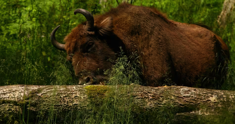 Bison d'Europe (Bison bonasus) en Russie