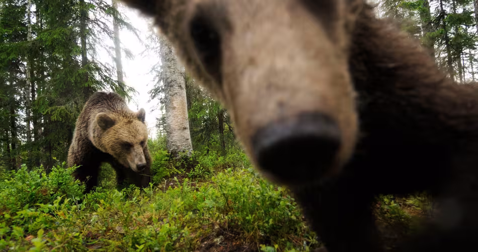 Ours brun face caméra dans une forêt en Finlande