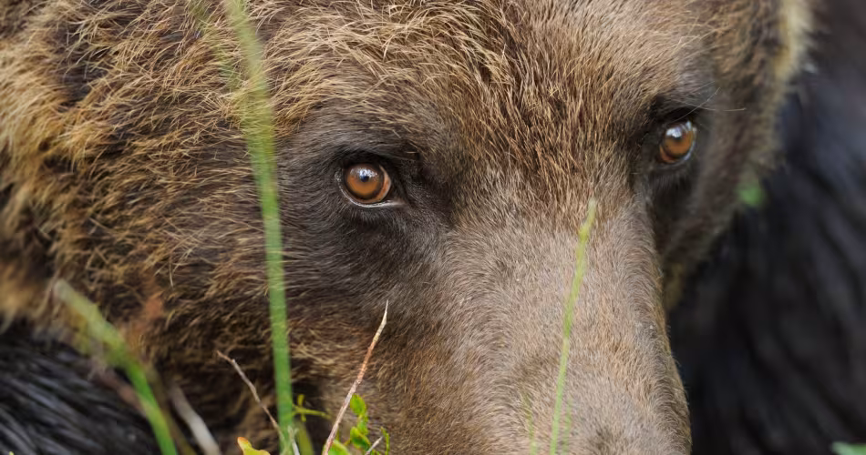 Visage d'un Ours brun face caméra en Finlande