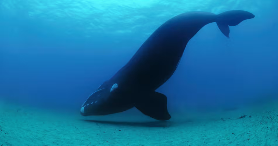 Baleine grise (Eubalaena australis) près de la Nouvelle-Zélande