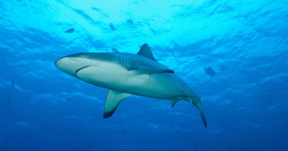 Requin gris de récif au large de la Papouasie Nouvelle-Guinée