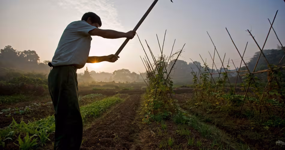 agricultueur cultivant des produits bios dans son champ (Chine)