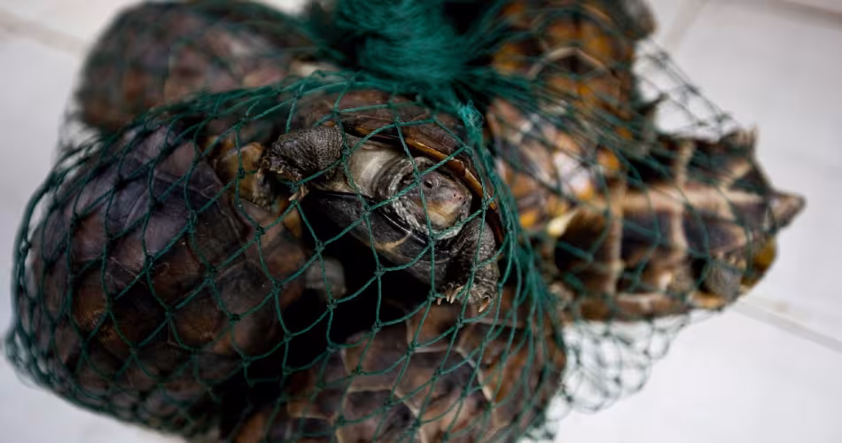 Tortues vendues sur un marché (Chine)