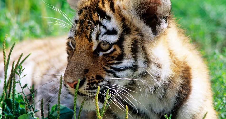 Tigre de Sibérie (Panthera tigris altaica)