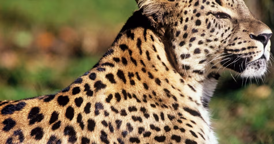 Panthère de Perse (Panthera pardus saxicolor)
