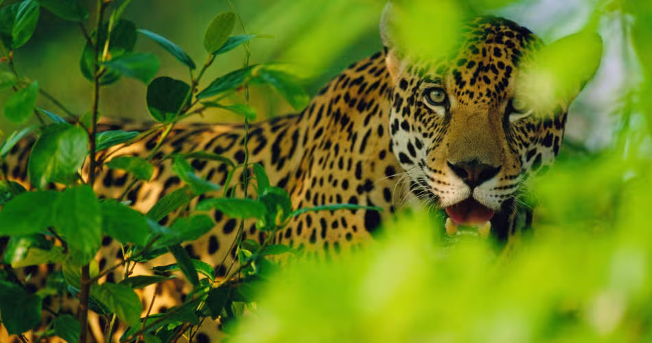 Jaguar en captivité au Brésil