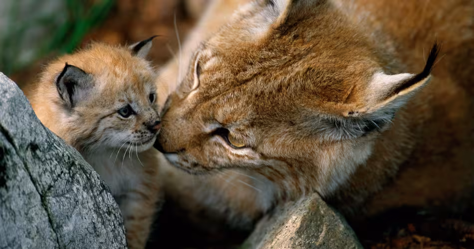 Le lynx est un animal solitaire. Ce n’est que pendant la période du rut, et au cours de l’élevage des jeunes que les félins peuvent se côtoyer.