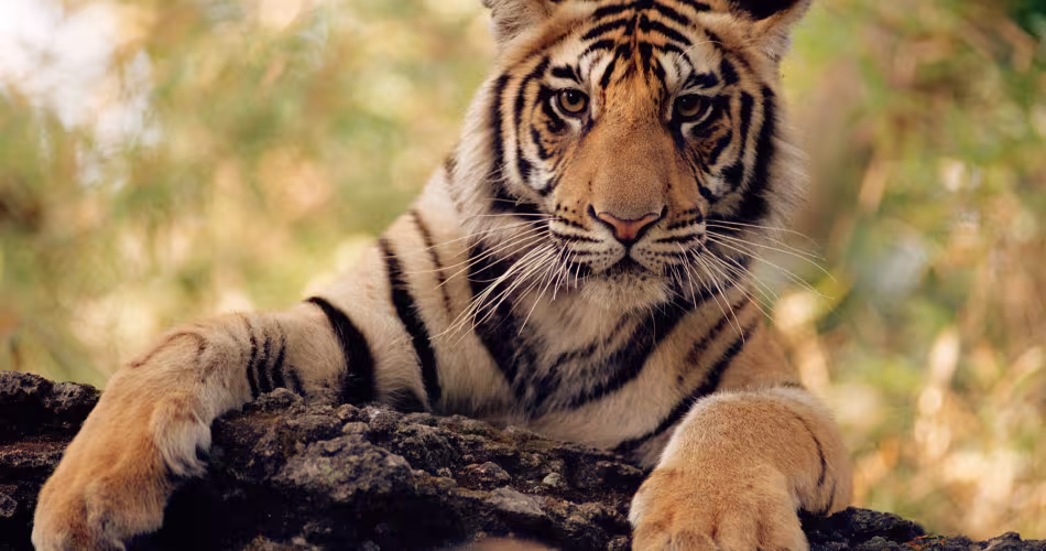 Tigre (Panthera tigris) du Bangale les pattes posées sur un tronc,  Parc national de Bandhavgarh, Inde
