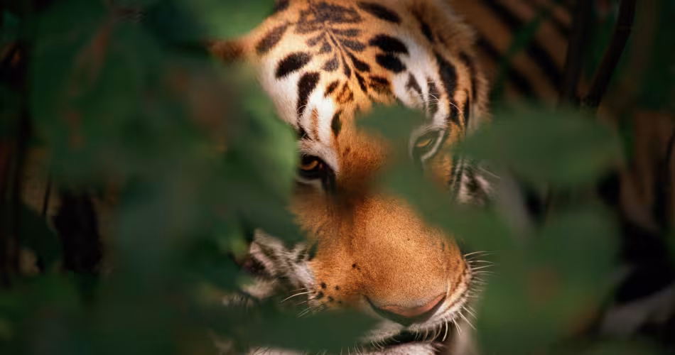 Tigre caché dans le feuillage