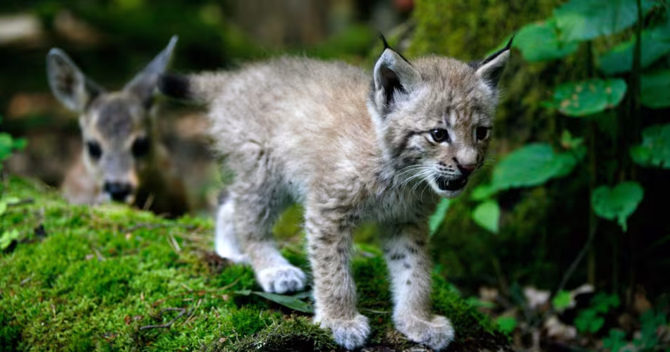 Jeune lynx boréal (Lynx Lynx) en Pologne