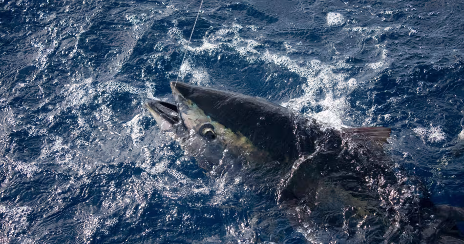 Thon de l'Atlantique (Thunnus thynnus) pris par ligne dans les eaux espagnoles de Méditerranée