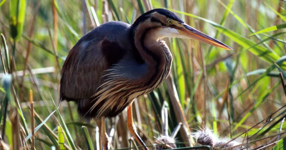 Un héron violet (<I>Ardea purpurea</I>) s'occupe de ses petits cachés dans les herbes hautes.