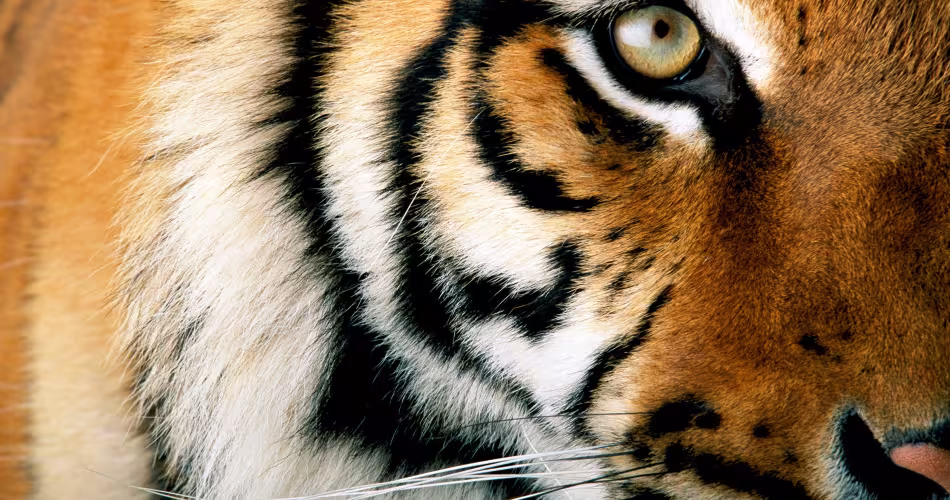 Moitié de profil d'un tigre